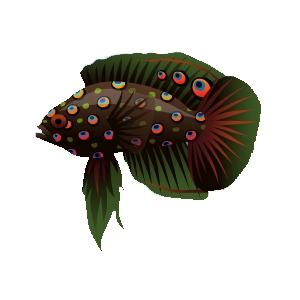 Kelp Marine Betta